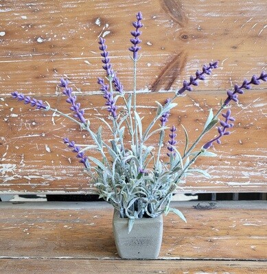 10" Flowering Sage Pot-Lavender