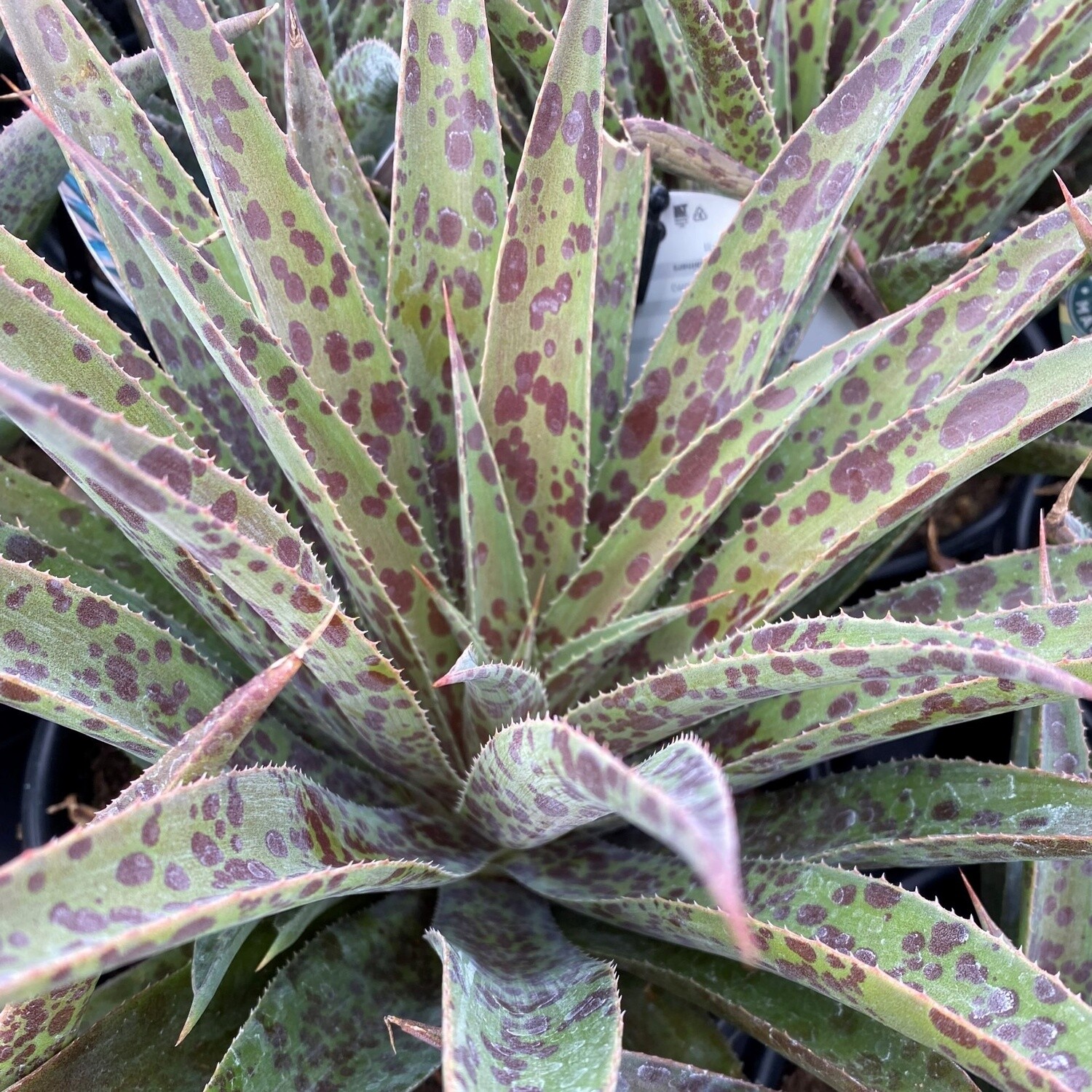 8" MANGAVE 'PINEAPPLE EXPRESS'