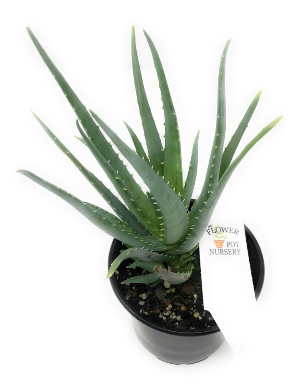 4" ALOE DWARF SPINELESS