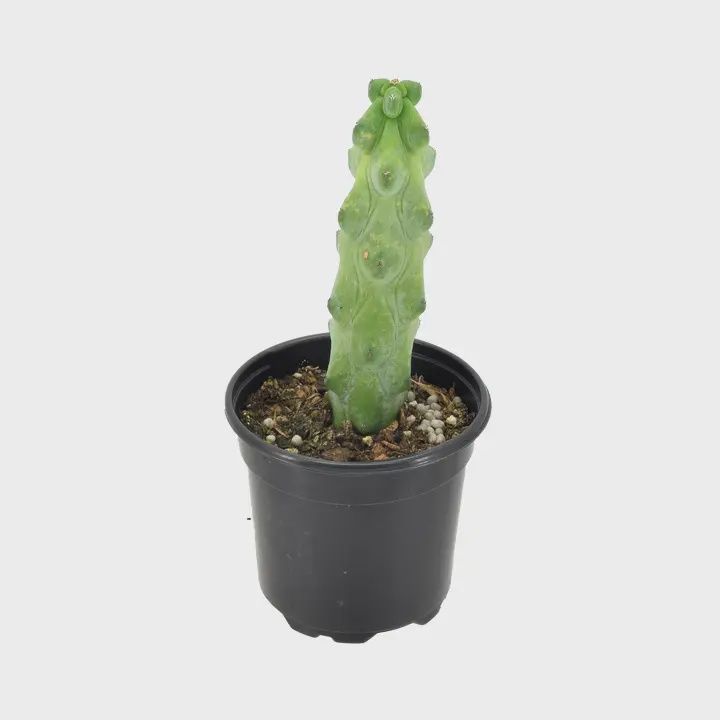 4" Boobie Cactus 4" Boobie Cactus