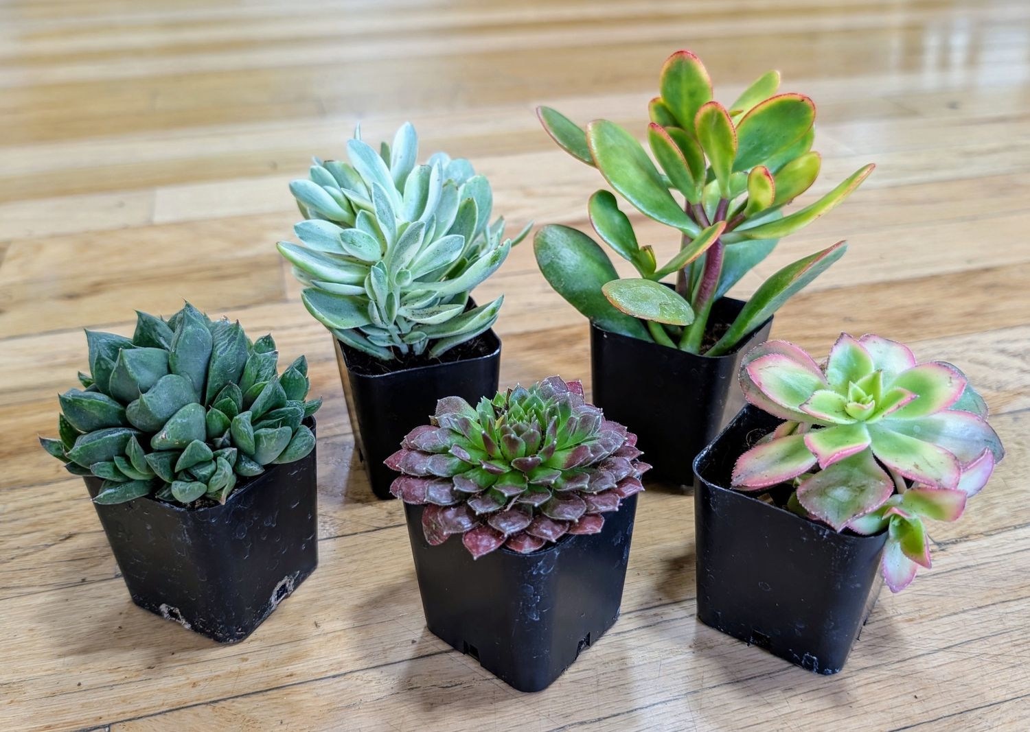 2" Succulent - Asst