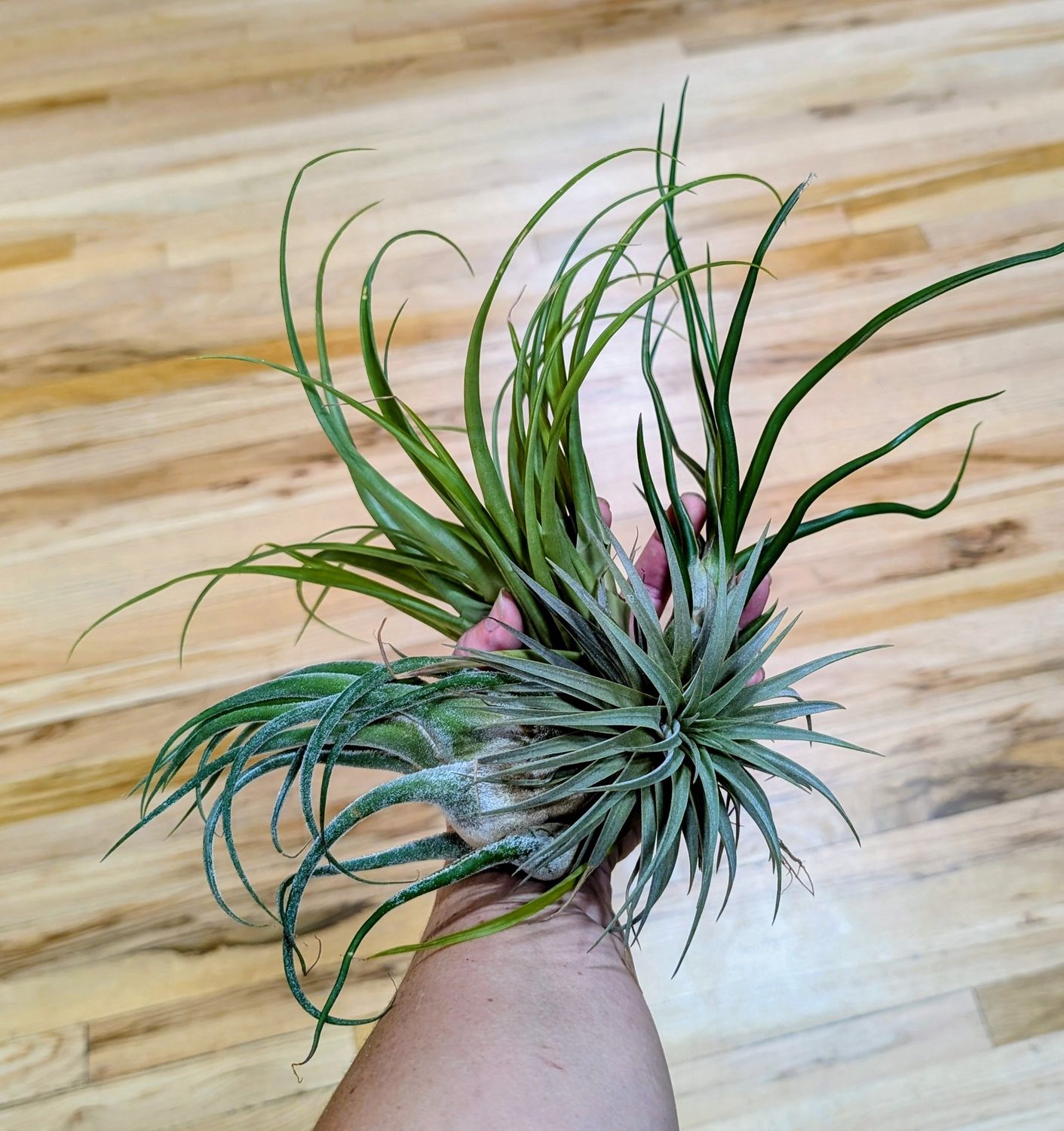TIllandsia - Air Plant Asst - XL