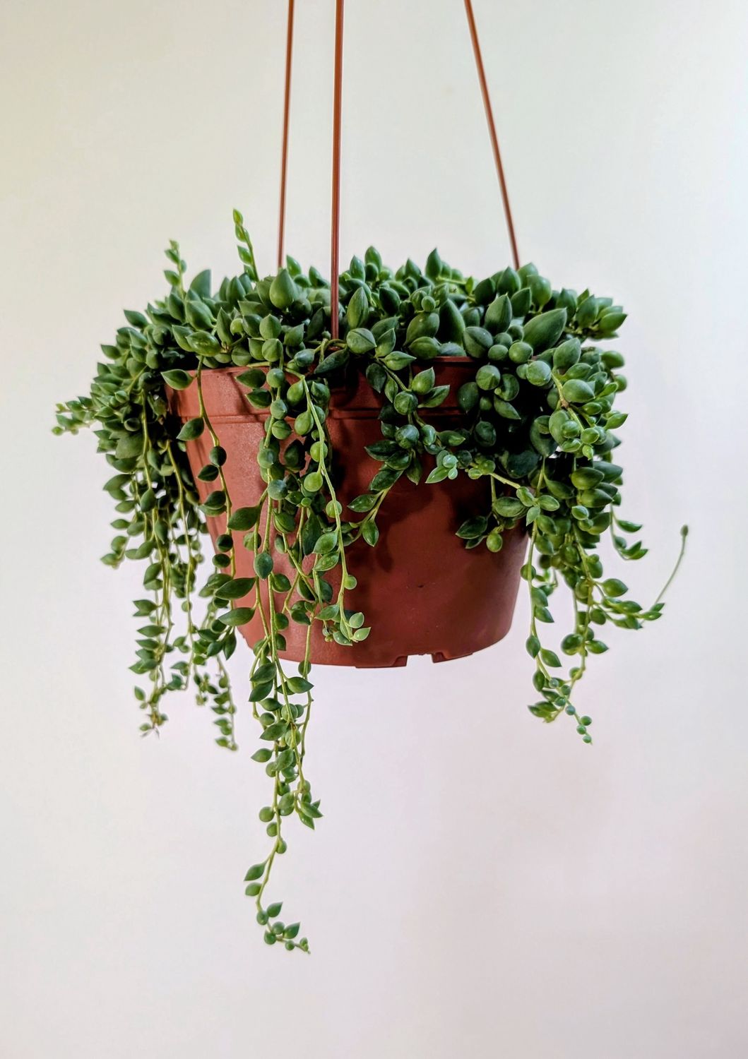 6" Senecio Herreanus 'String of Tears'