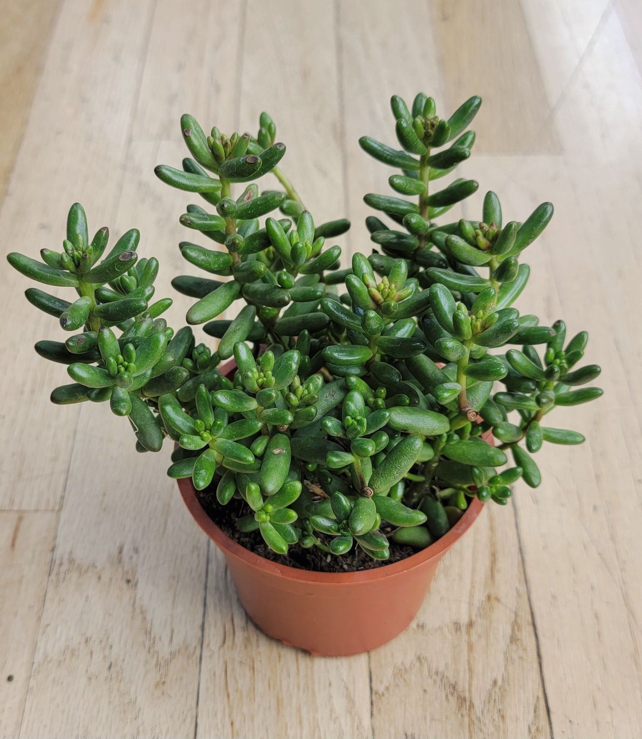 4" Sedum Rubrotinctum