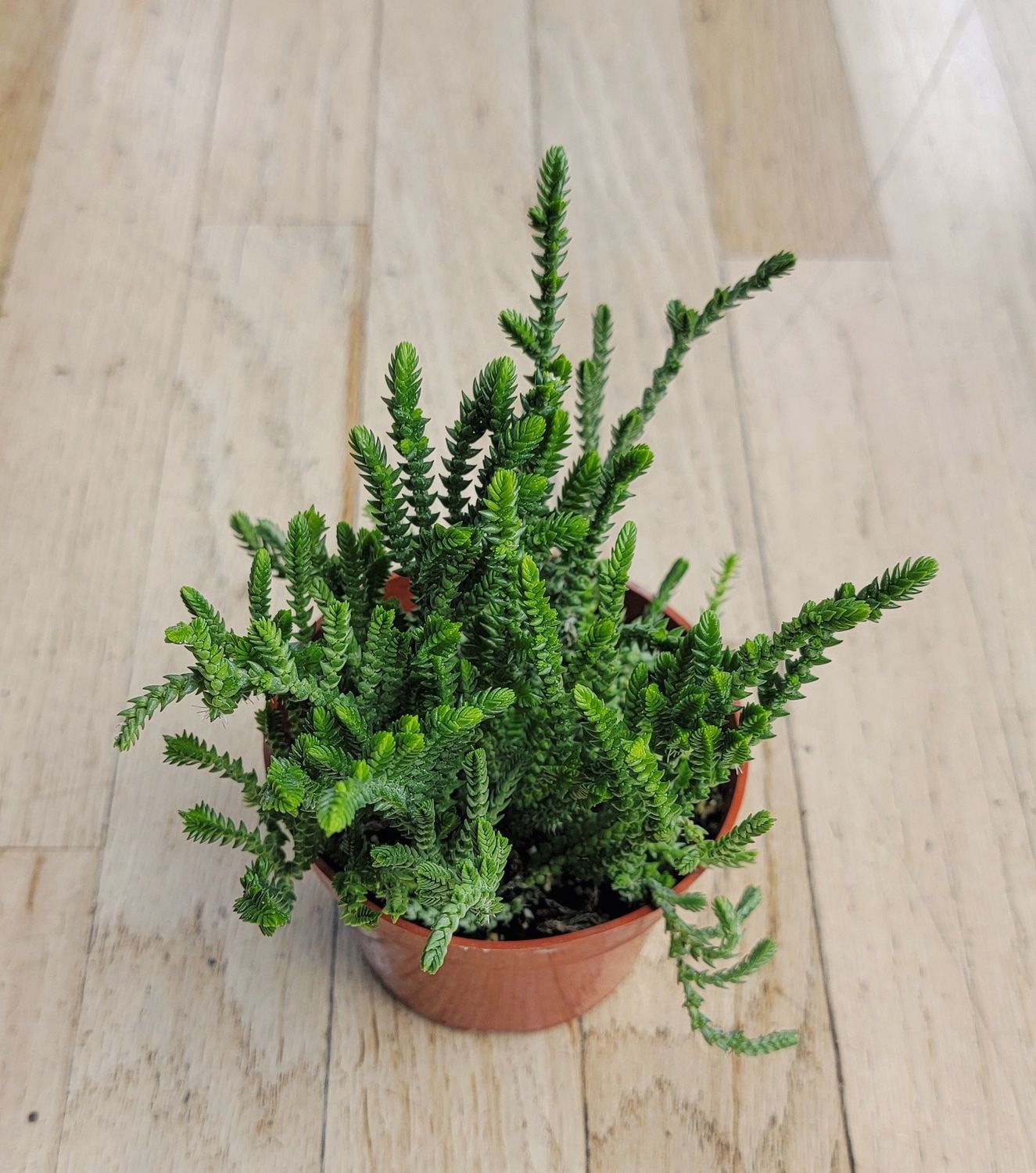 4" Crassula Muscosa ' Watch Chain'