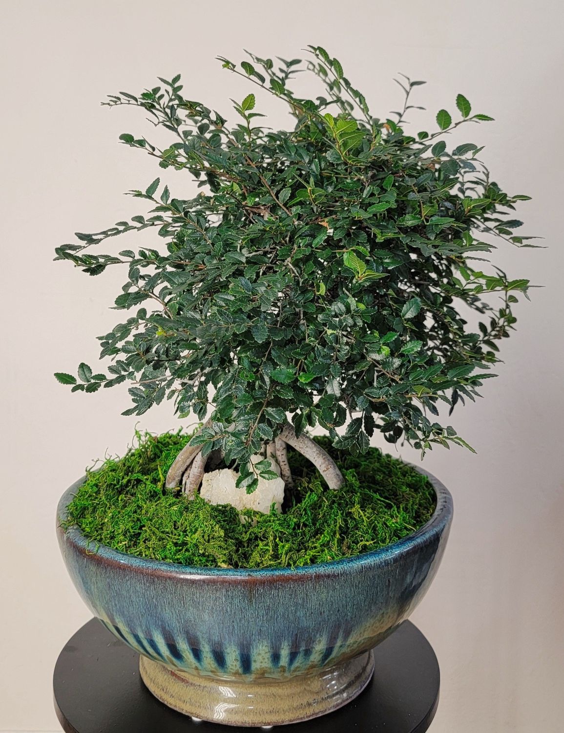 12" Pre-Bonsai Chinese Elm - Exposed Root