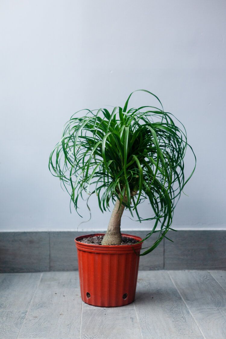 PALM PONYTAIL 8" SINGLE