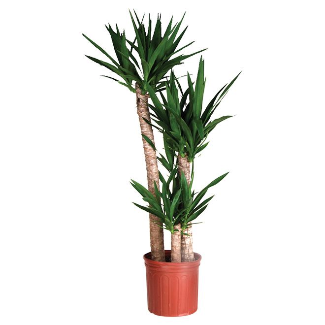 10" YUCCA ELEPHANTIPES CANE 33/15