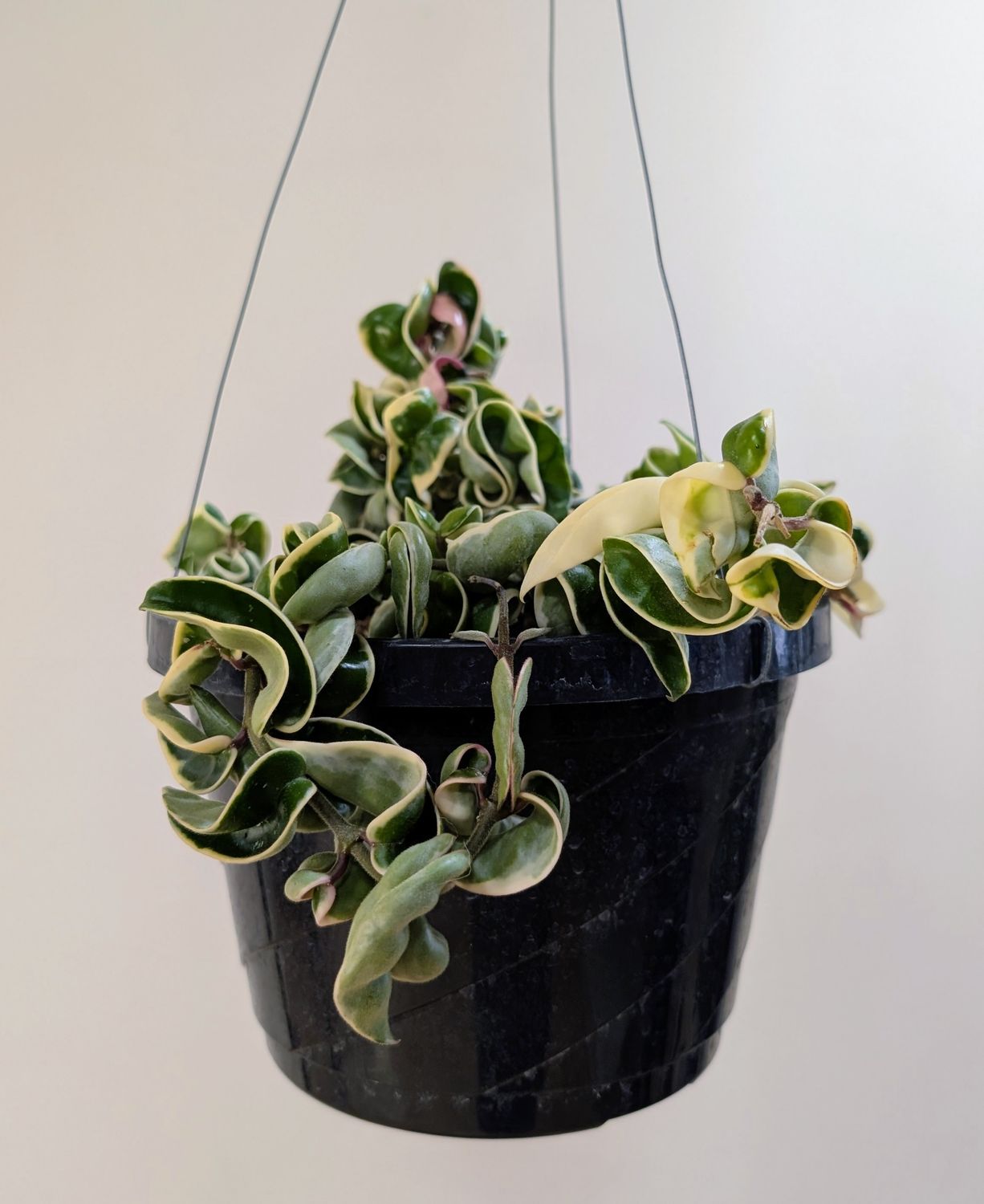 HANGING BASKET - 8" HOYA - VARIGATED COMPACTA