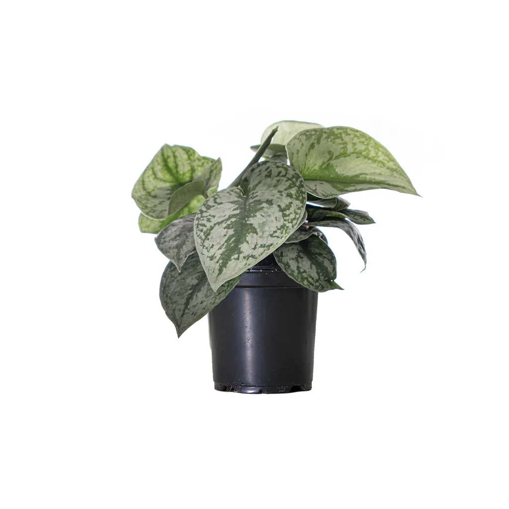 4" Silver Satin Pothos
