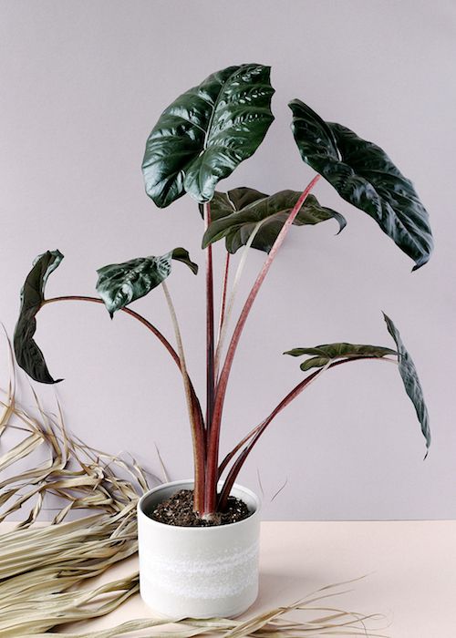 ALOCASIA YUCATAN PRINCESS 6"