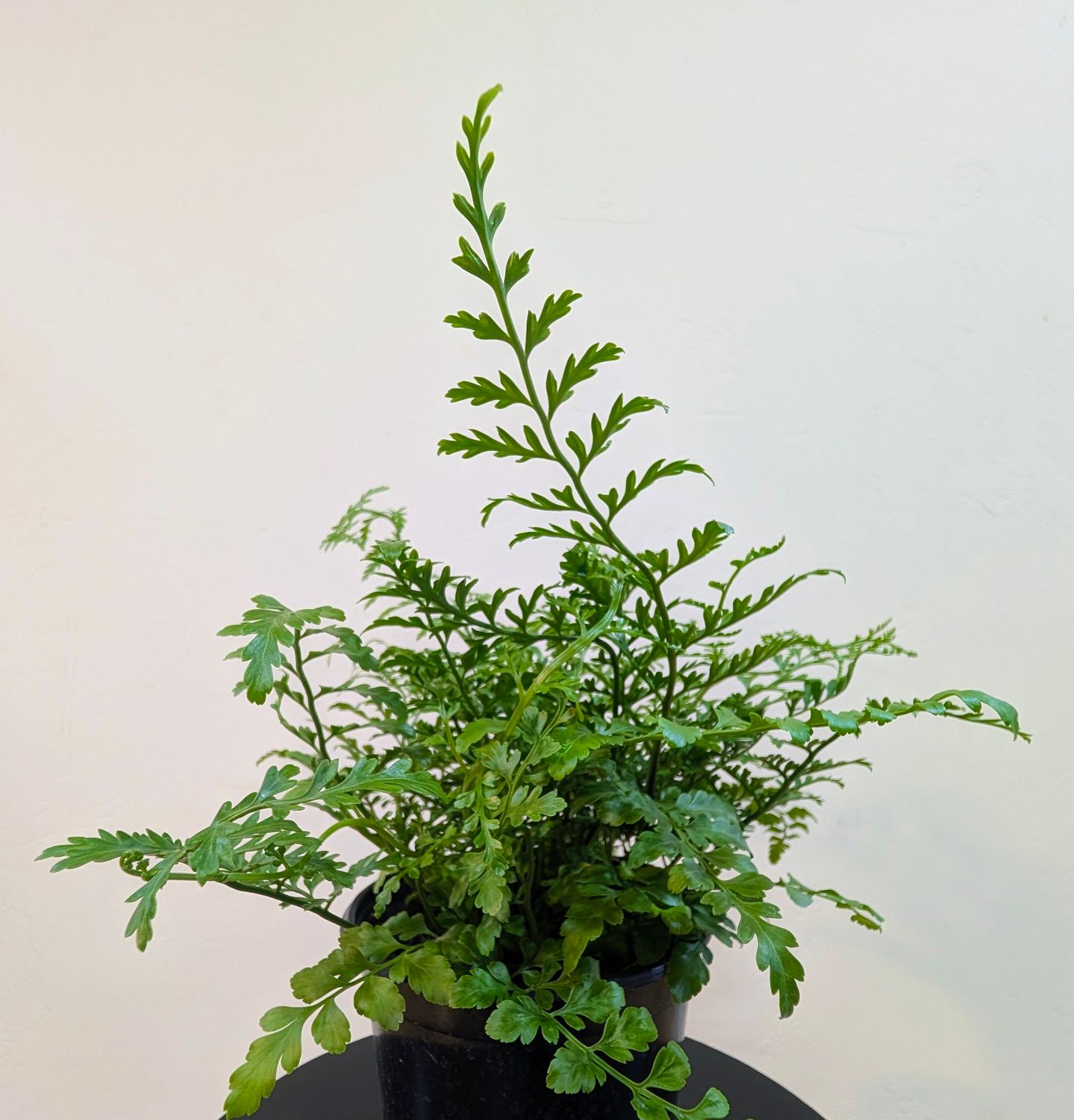 6" Fern 'Austral Gem'