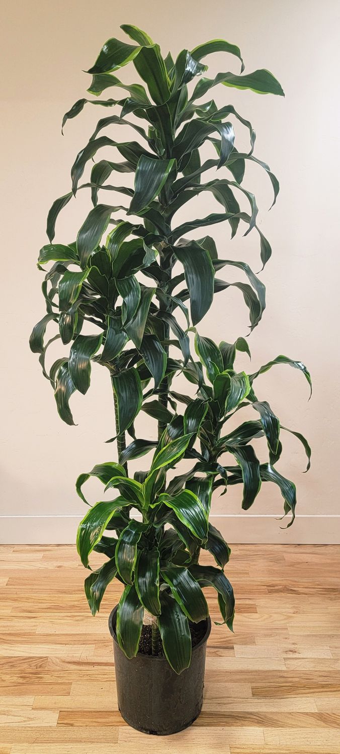 12" Dracaena 'Dorado' Canes 4'3'2'1'