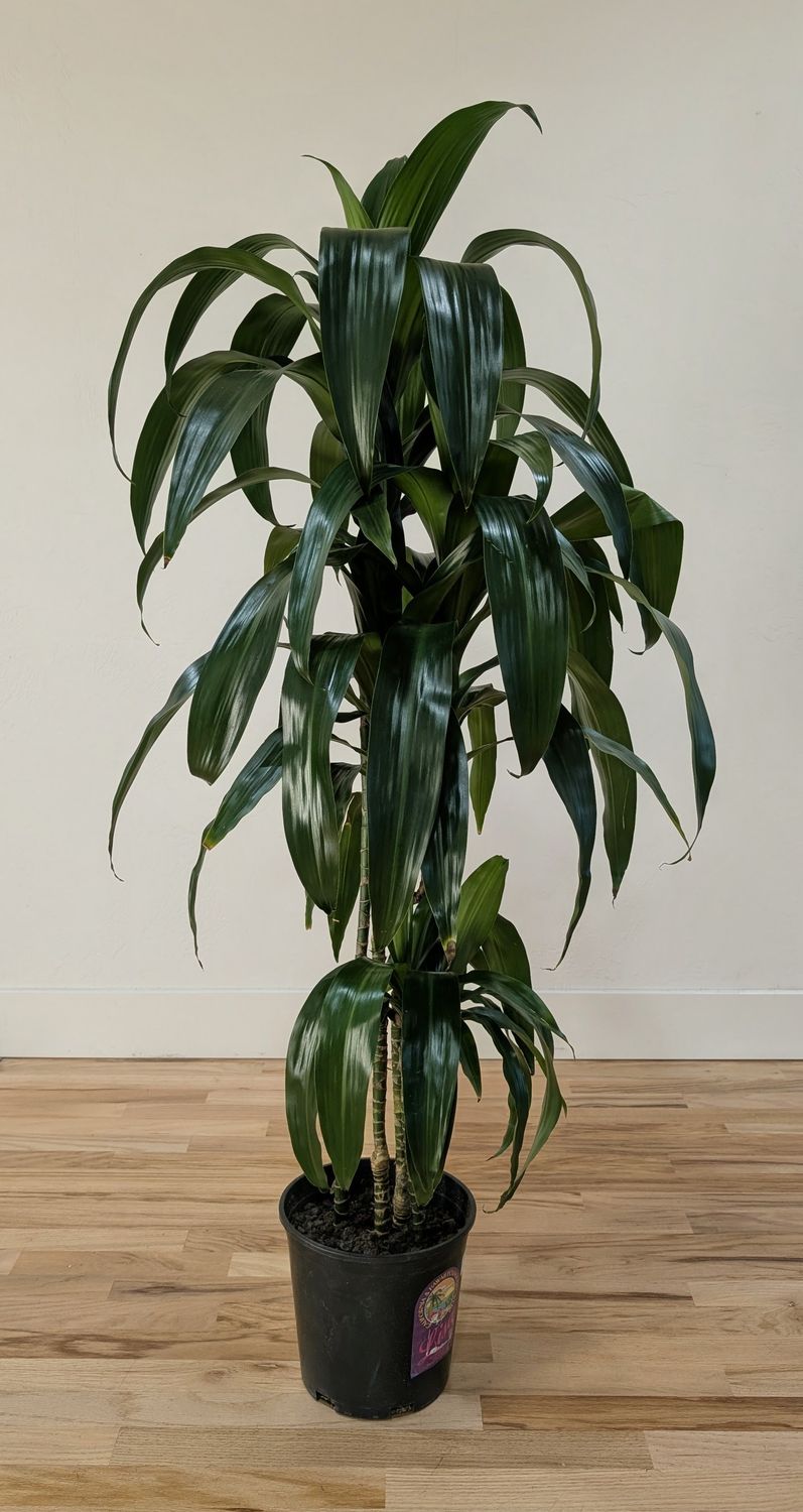 9" Dracaena Lisa, CB, 4p, 4'
