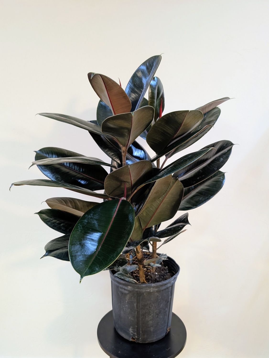10" Ficus Decora 'Burgundy' Bush- 3pp - 2.5'-3'