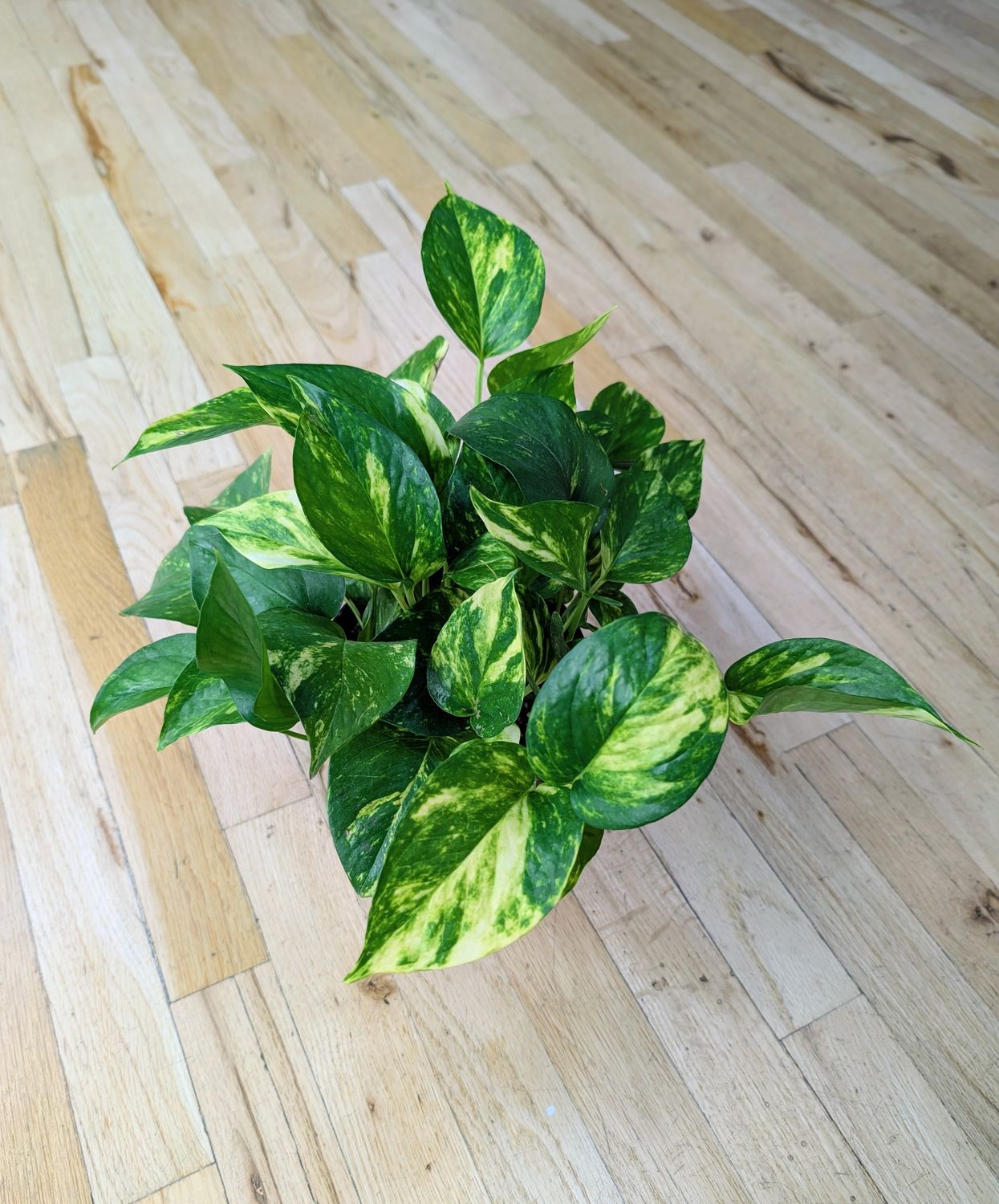 6" Pothos - Golden