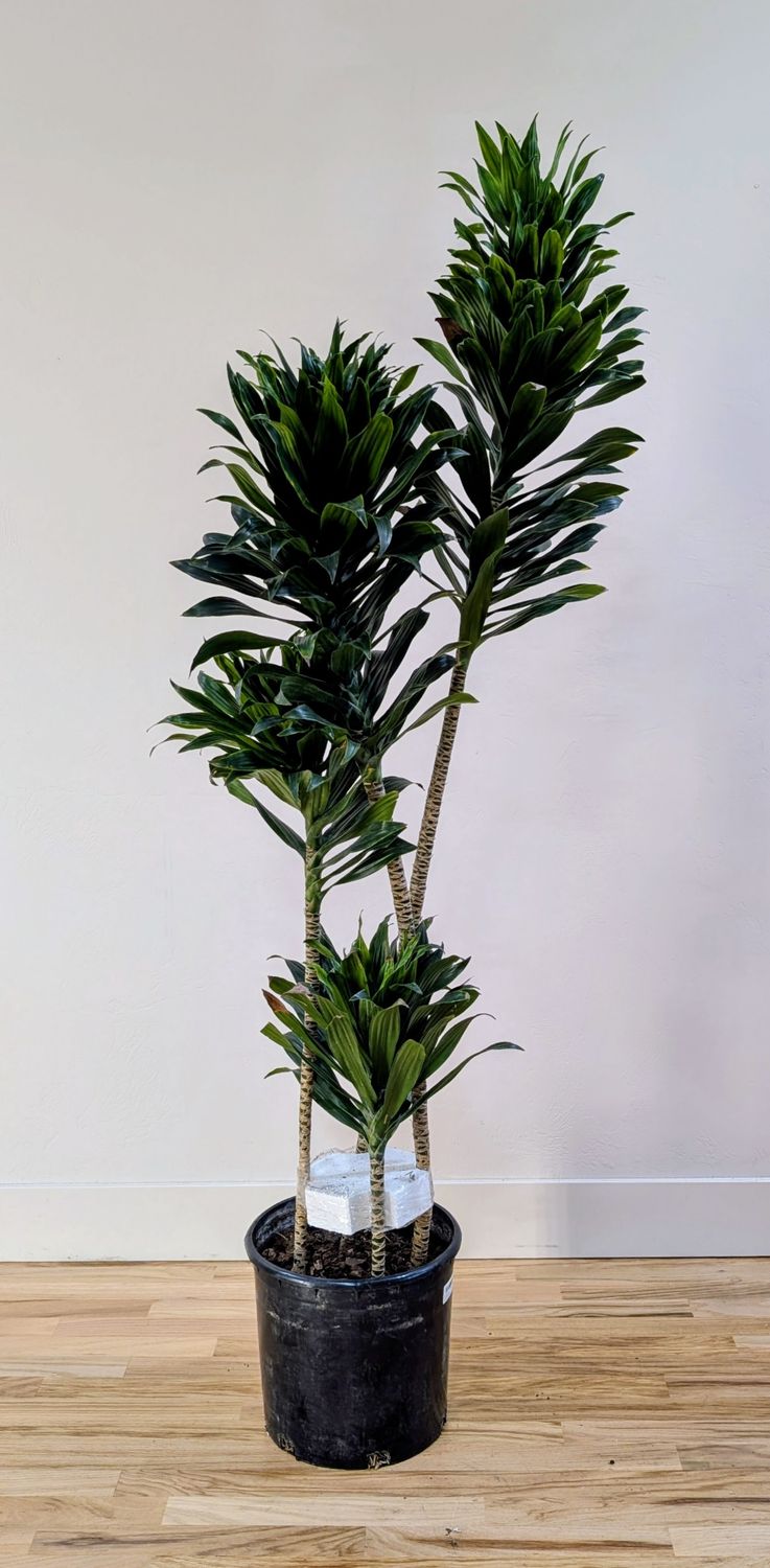 12" Dracaena 'Janet Craig Compacta' Cane 4/3/2/1