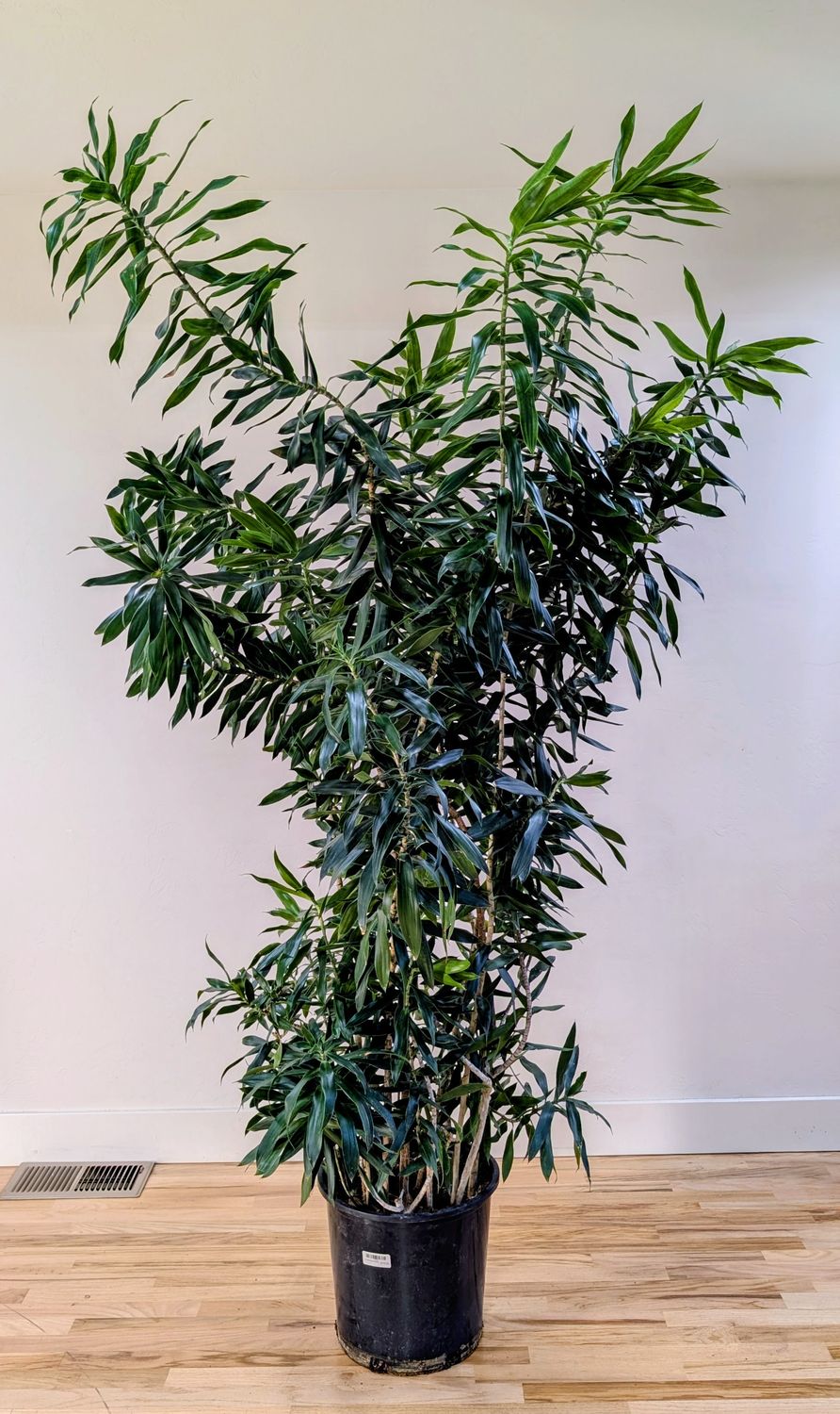 14" REFLEXA BUSH
