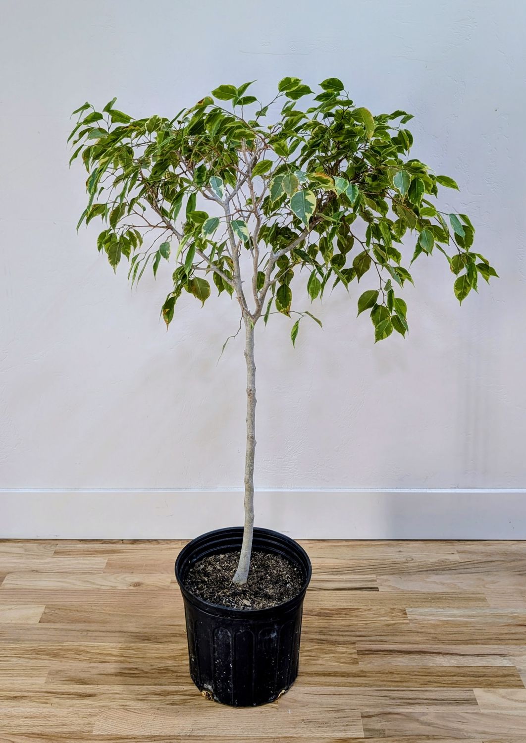 10" FICUS JACQUELINE STD