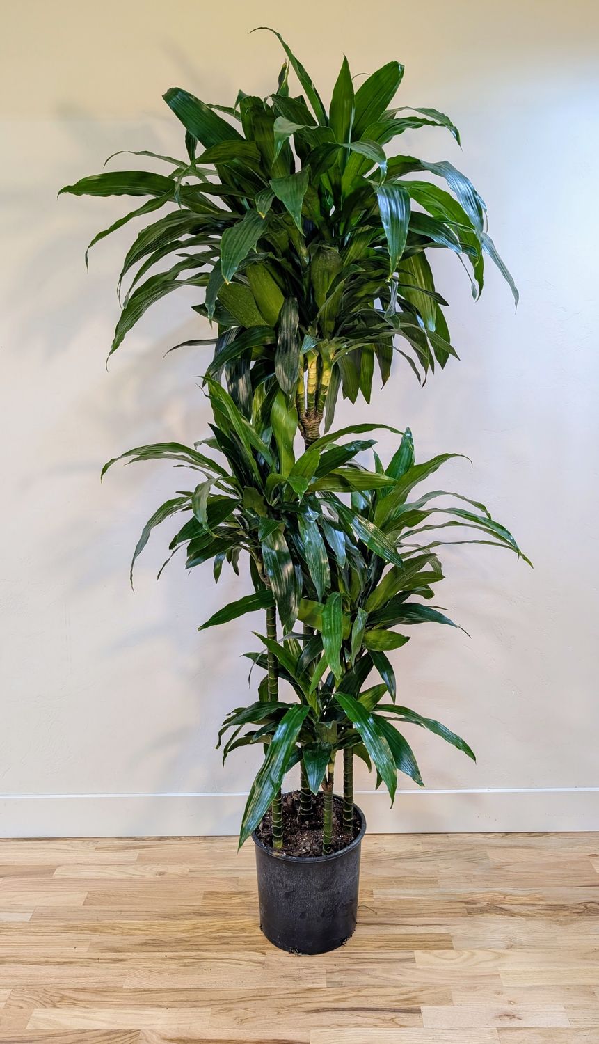 12" Dracaena 'Janet Craig' CB Cane - 4/3/2/1
