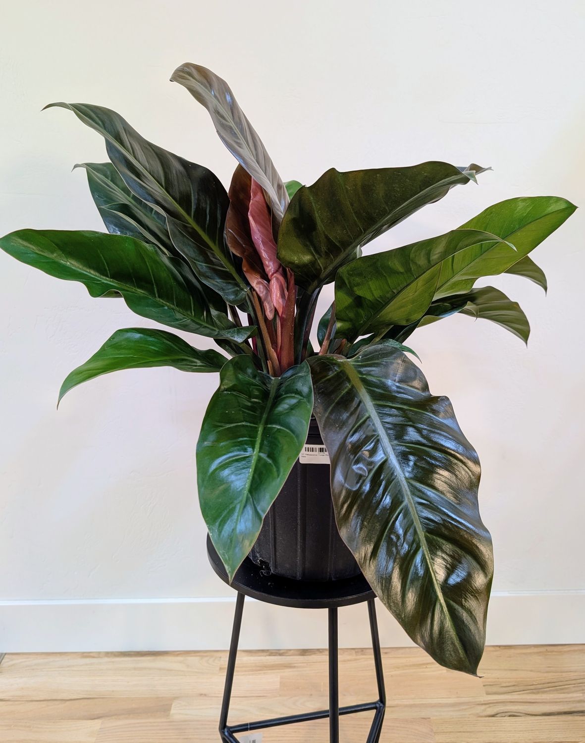 10" Philodendron 'Congo Rojo' 2ppp