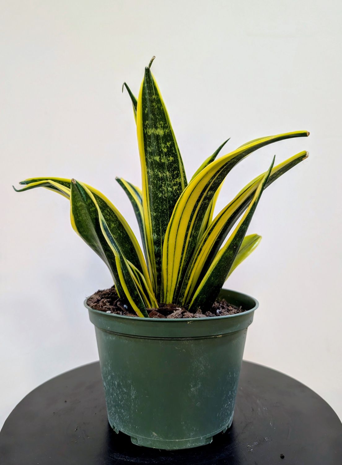 6" Sansevieria 'Gold Flame' 'Golden Flame'