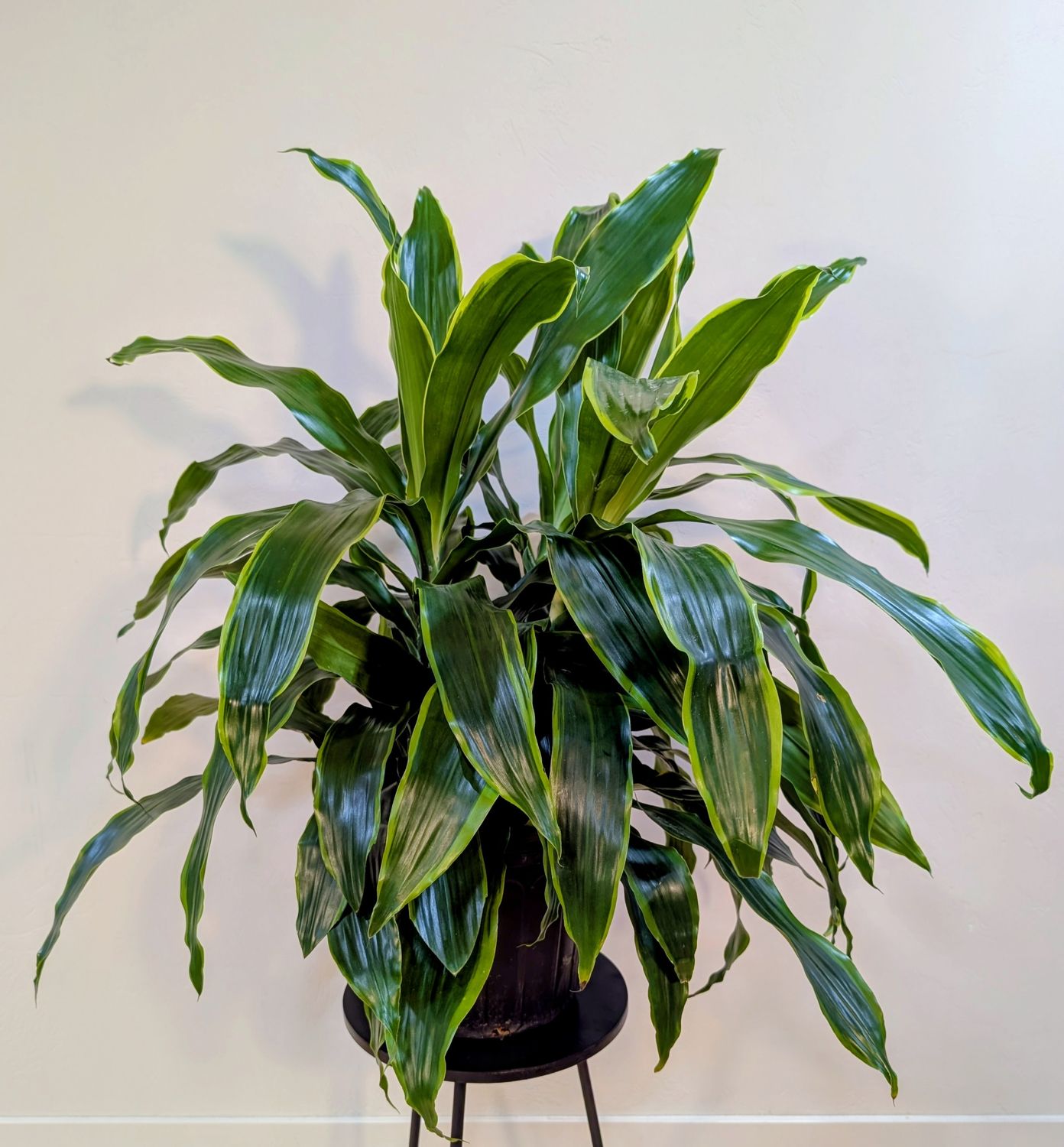 10" Dracaena 'Art' 'Art Carmen' Bush