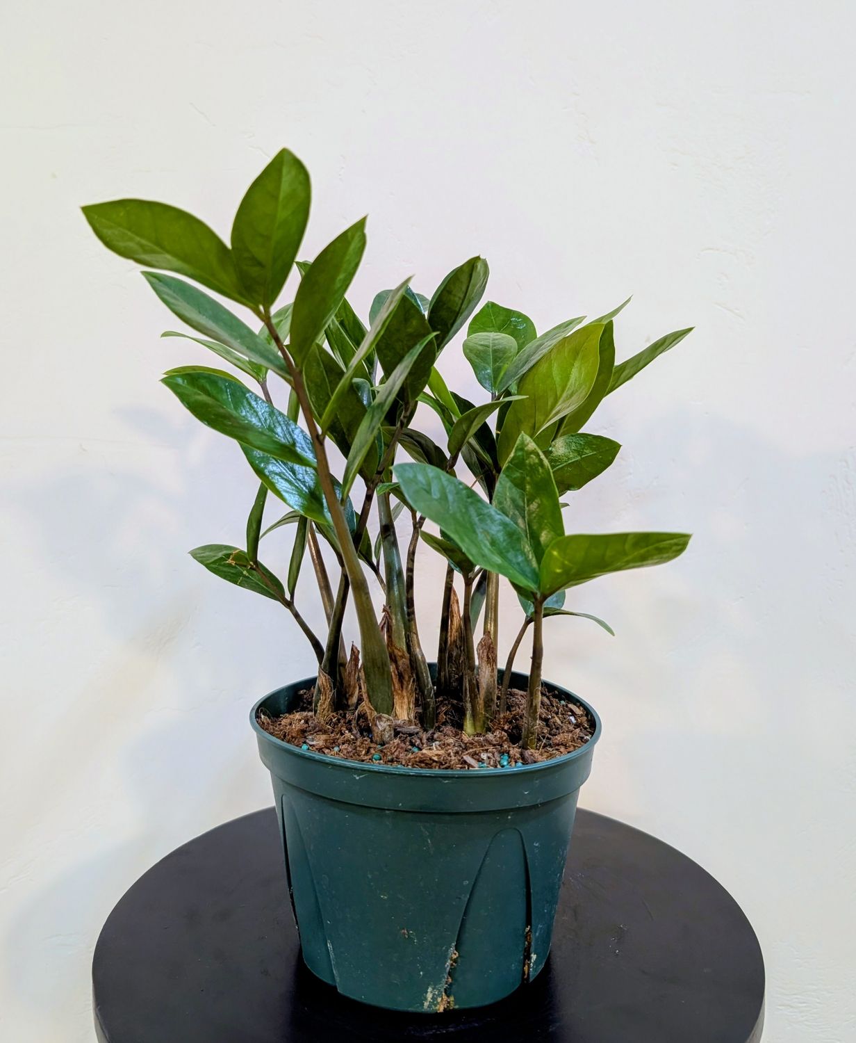 6" Zamioculcas Zamifolia (ZZ)
