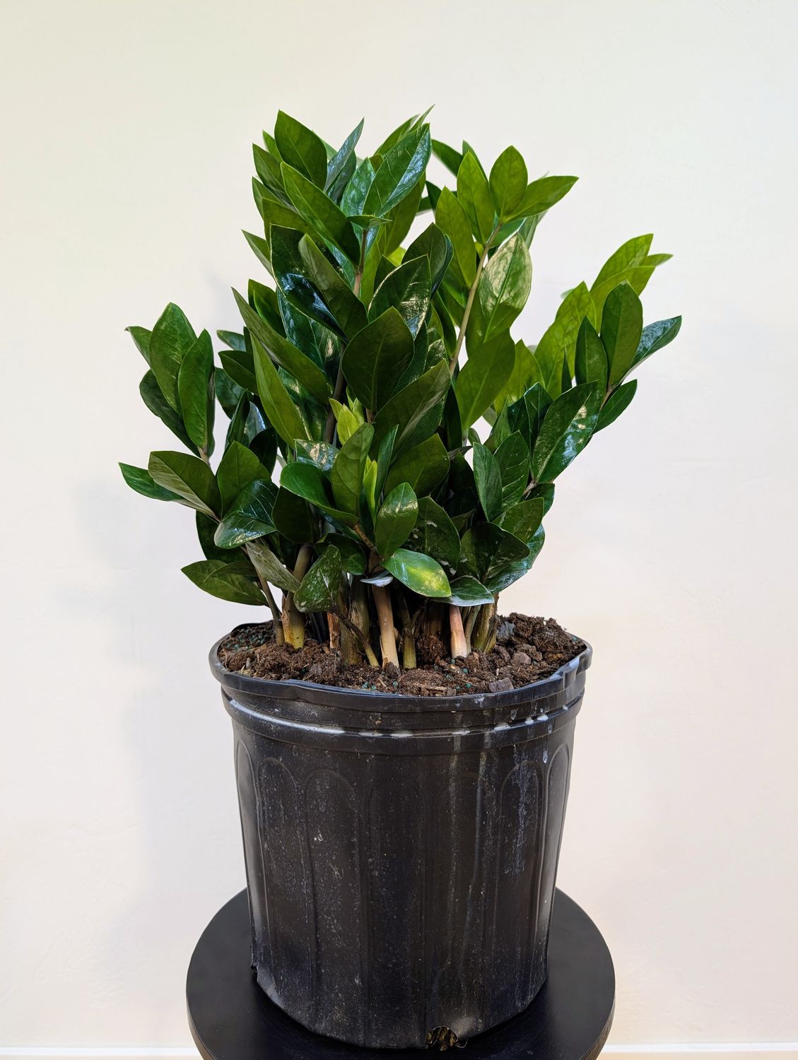10" Zamioculcas Zamifolia (ZZ)