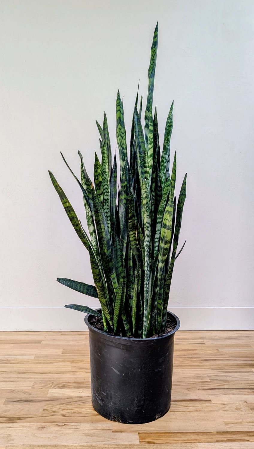 14" Sansevieria 'Wintergreen'