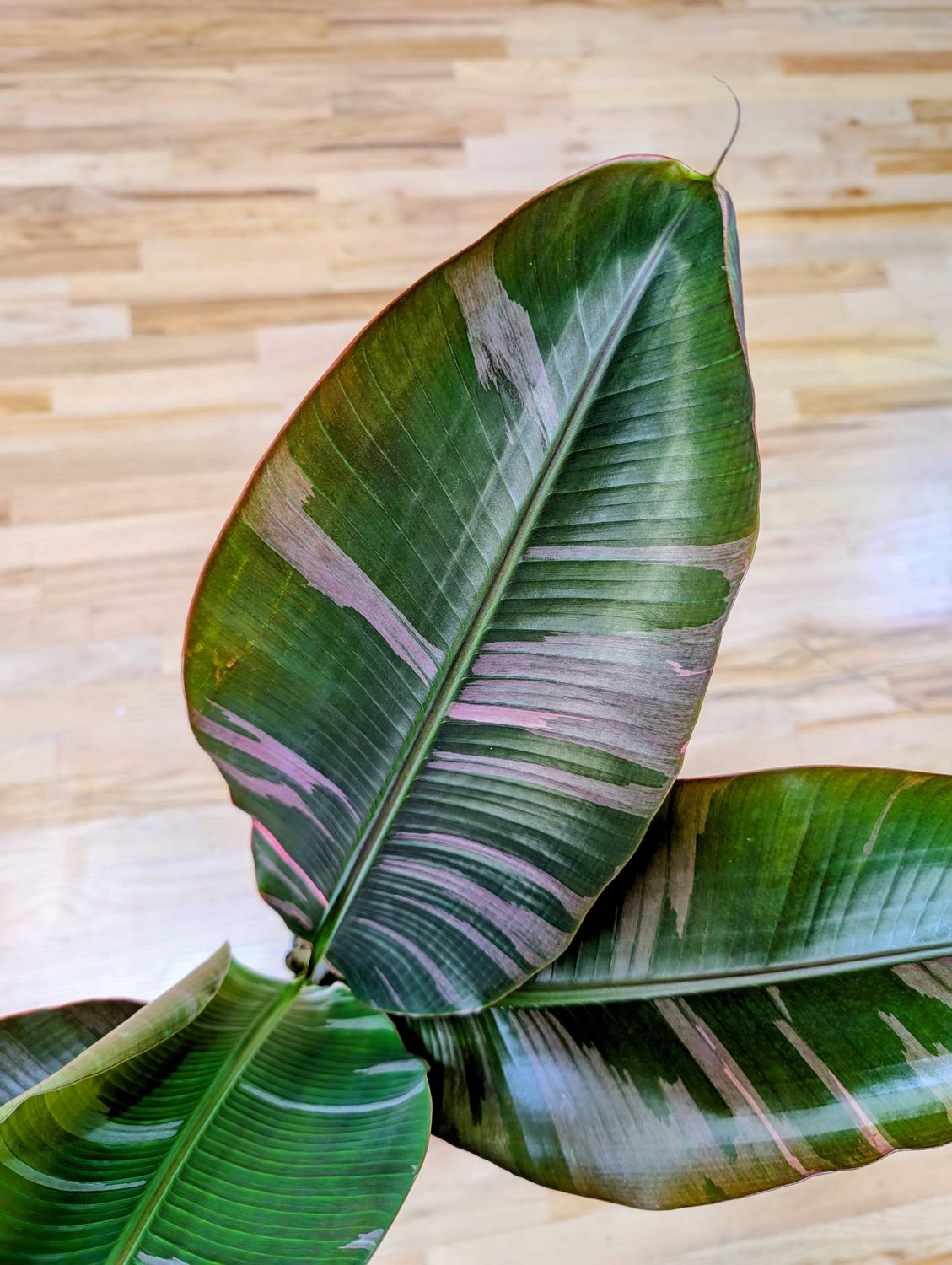6" Musa 'Nono' Var. Banana