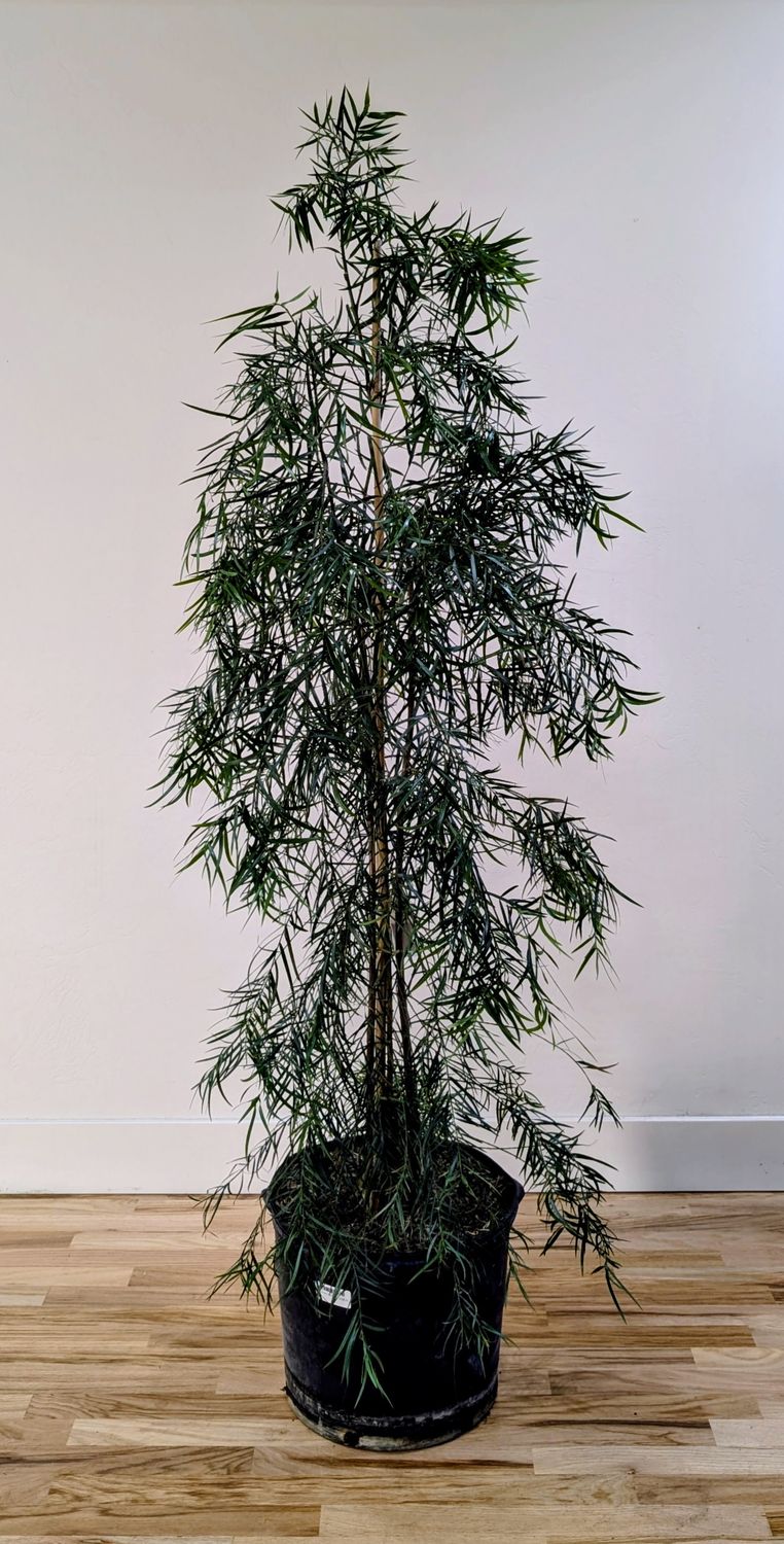 14" Podocarpus Weeping
