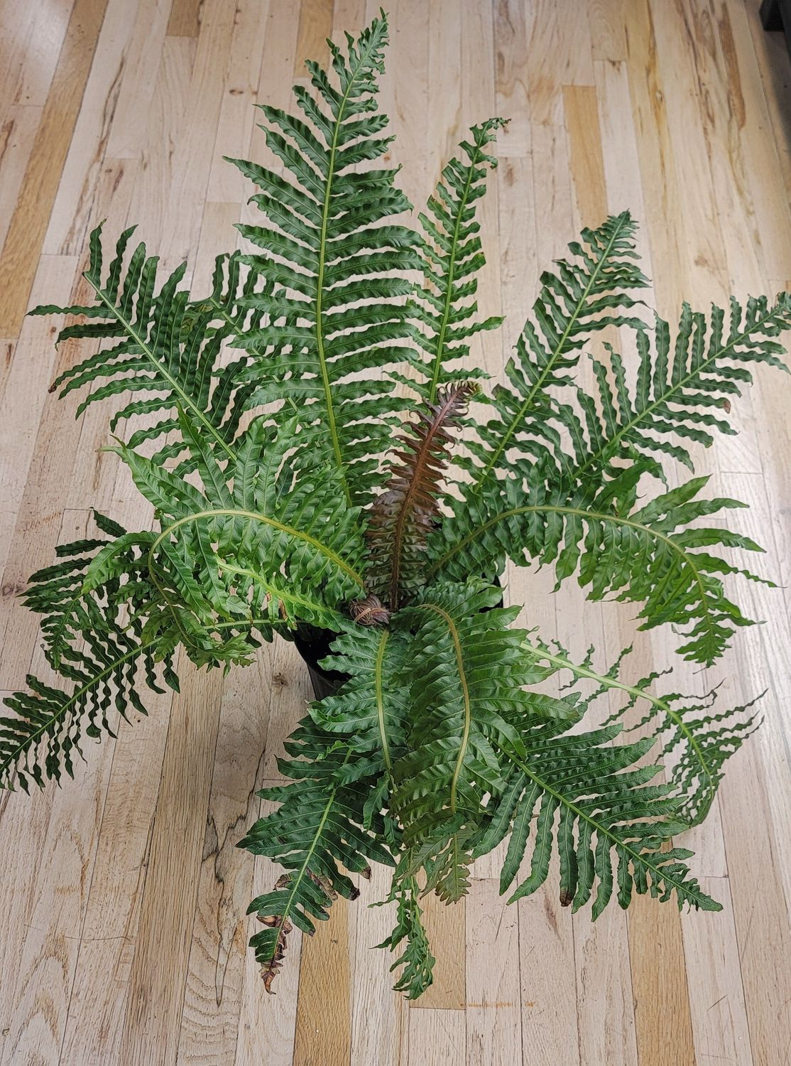 8" Fern - Brazillian Tree Fern