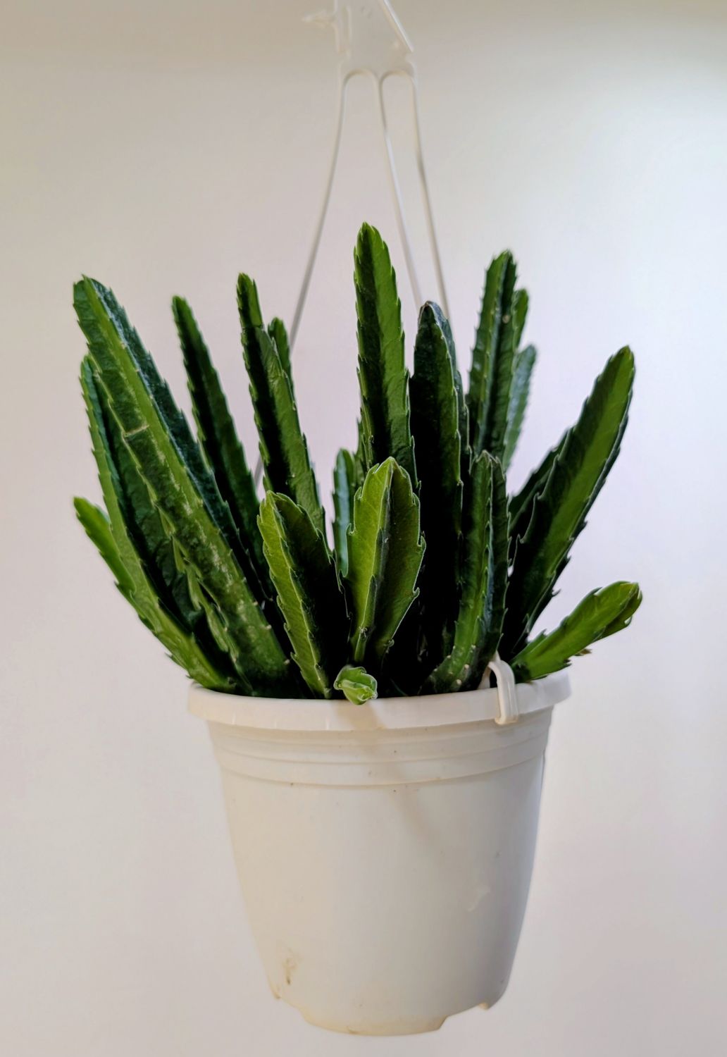 6" Stapelia Hirsuta, HB