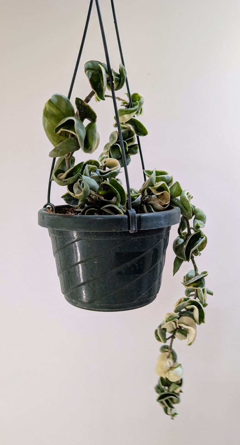6" HB Hoya Hindu Rope Compacta Var.