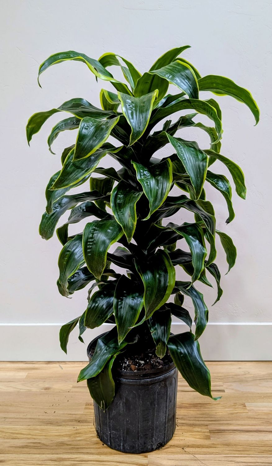 10" Dracaena 'Dorado' Column 3ppp