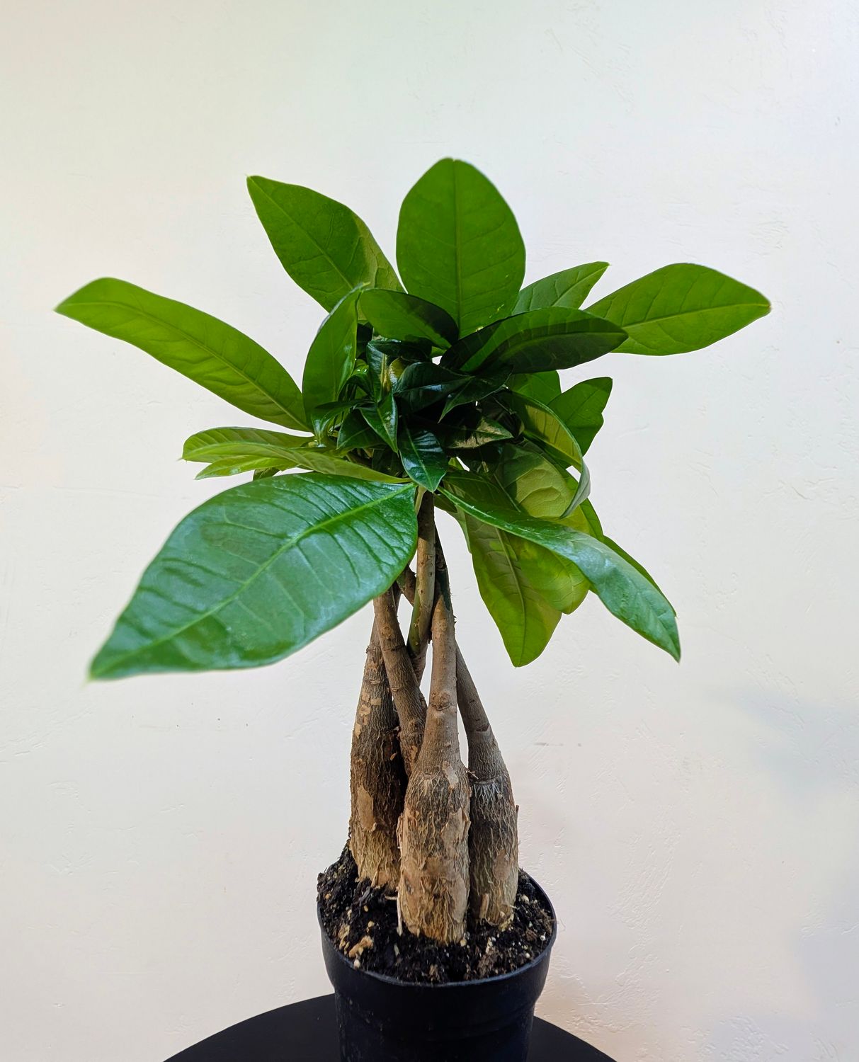 4" Pachira 'Money Tree'