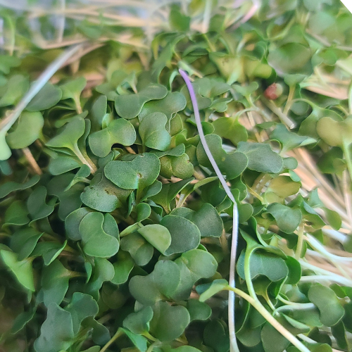 Broccoli Microgreens