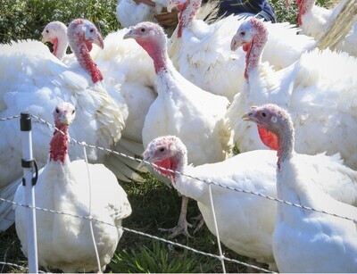 Turkey (Whole)