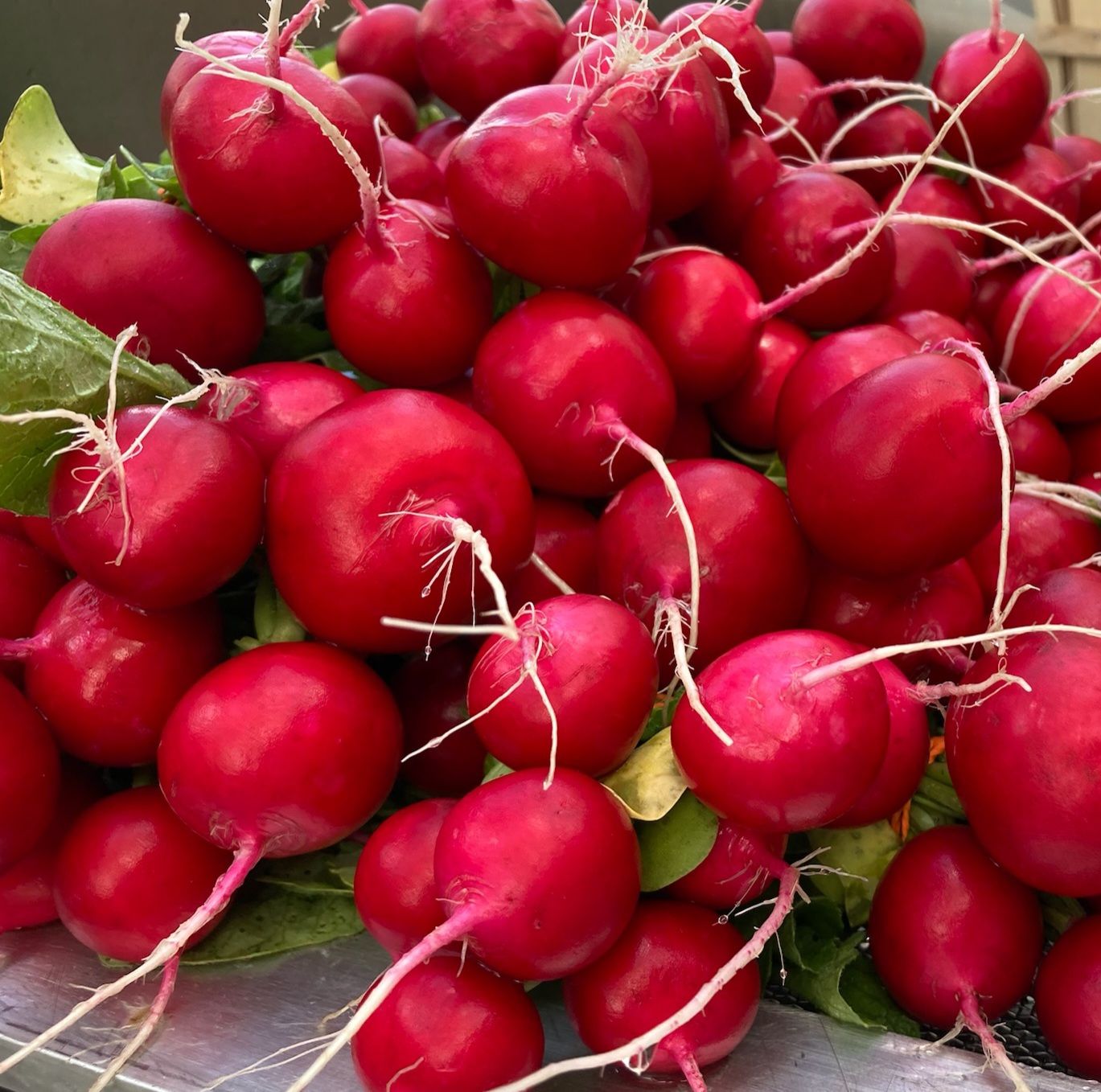 Radishes