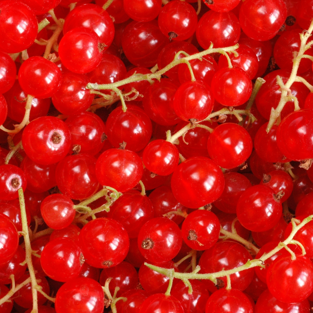 Red Currants