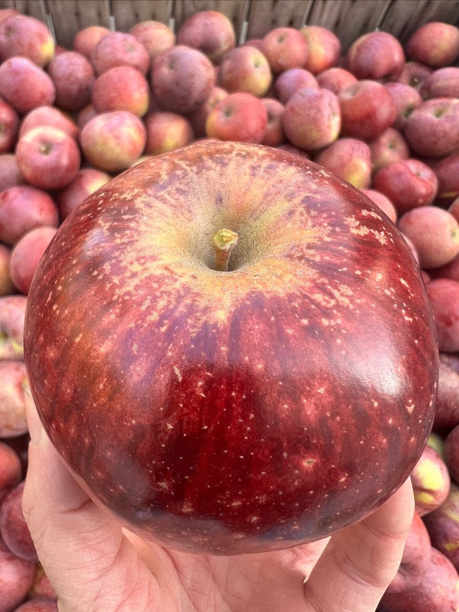 Subscribe & Save: Heirloom Apples