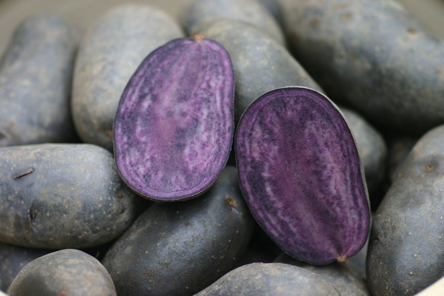 Potatoes, Blue Adirondack Potatoes, Blue Adirondack