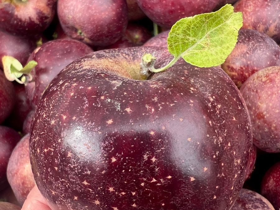 Heirloom Apples: Black Oxford Heirloom Apples: Black Oxford