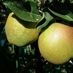 Heirloom Apple: Hudson's Golden Gem