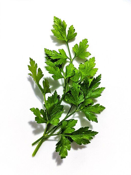 Fresh Parsley