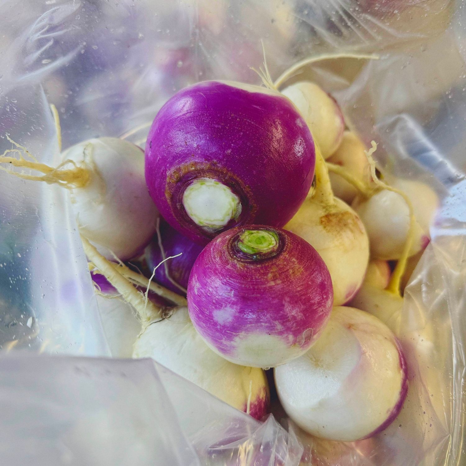 Purple Top Turnips