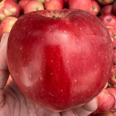 Heirloom Apples: Northern Spy