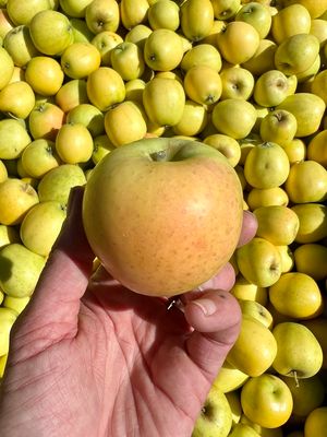Heirloom Apples: Ananas Reinette