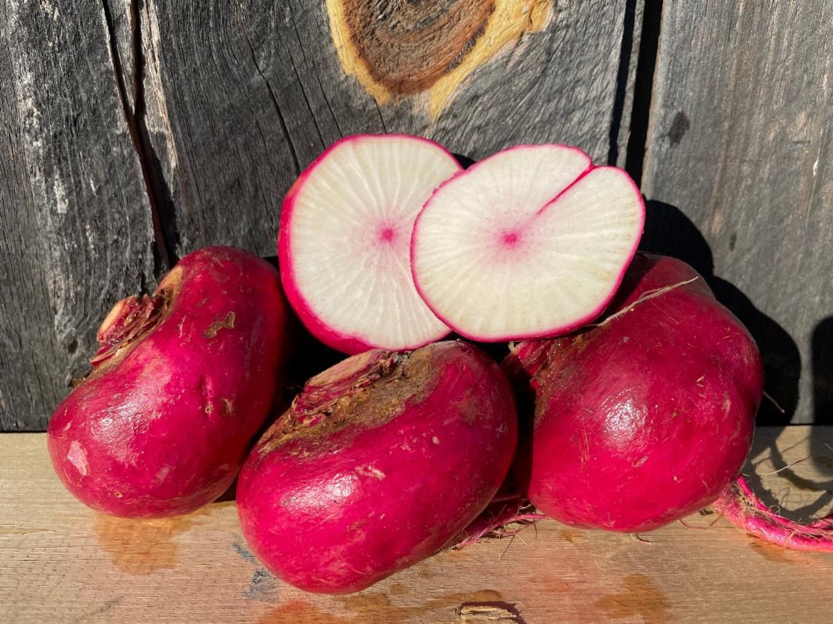 Scarlet Turnips